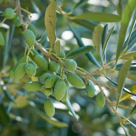 فيلة Spiti Espede *