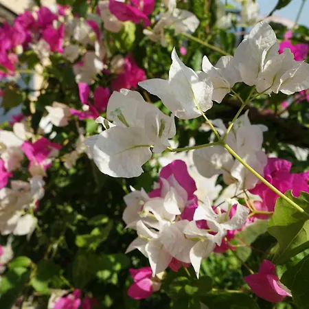 Spiti Espede فيلة