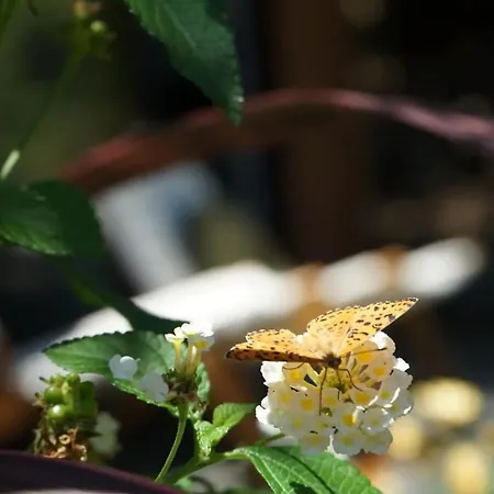 Spiti Espede
